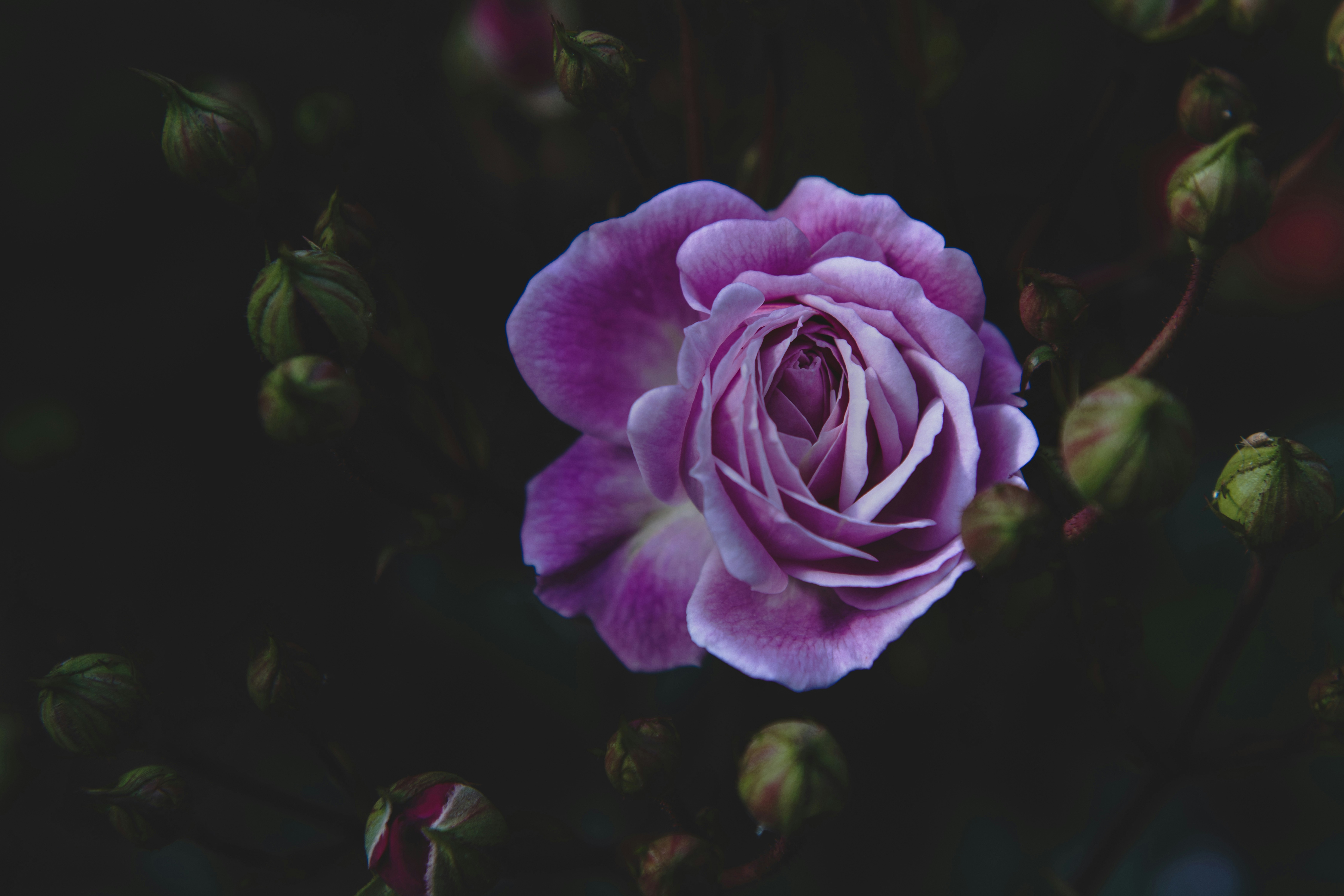 selective focus photo of purple flower